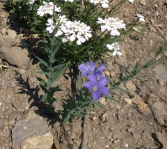 Linum nervosum