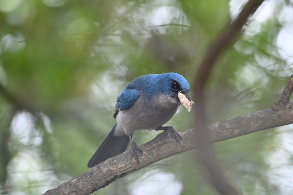 Mexican Jay
