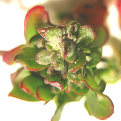 Exomis microphylla
