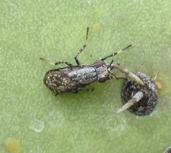 Stictomyia longicornis