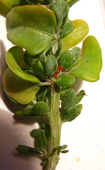 Exomis microphylla