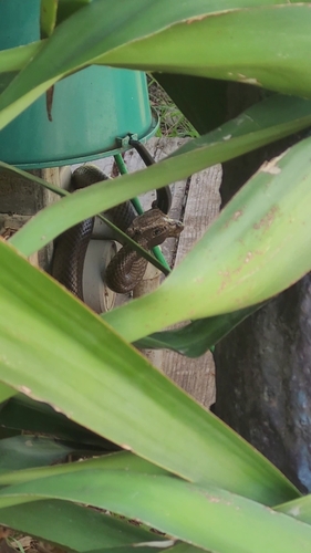 Eastern Brown Snake sighting