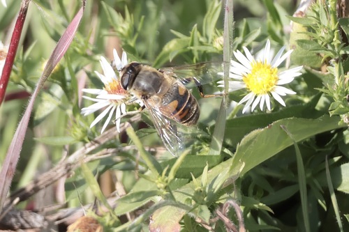 Unknown species found near Montgomery County, PA, USA