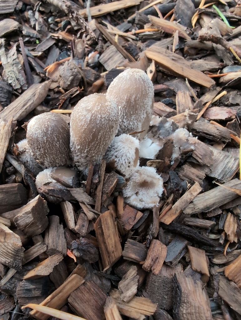 Coprinopsis sp. 'lagopus-IN02'