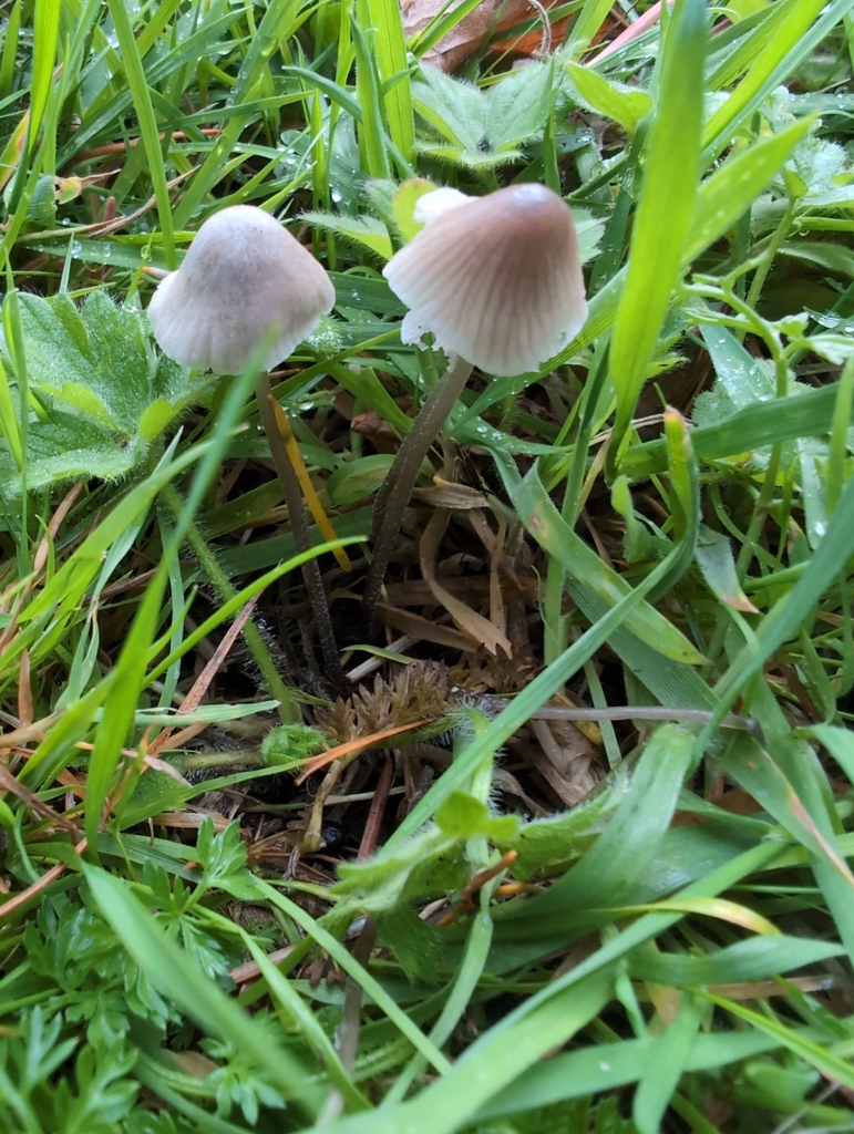 Mycena leptocephala · November 2025 · photo: © kem_luther (iNaturalist, cc-by-sa)
