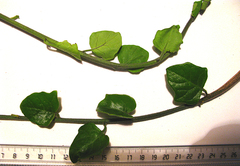 Kedrostis nana