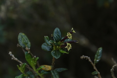 Cestrum buxifolium