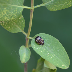 Coccinellini