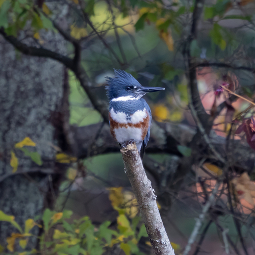 Belted Kingfisher photographed in Georgia