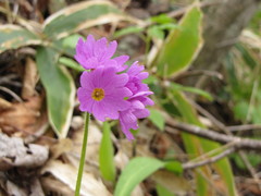 Primula jesoana