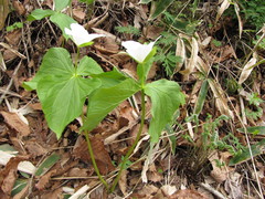 Trillium camschatcense