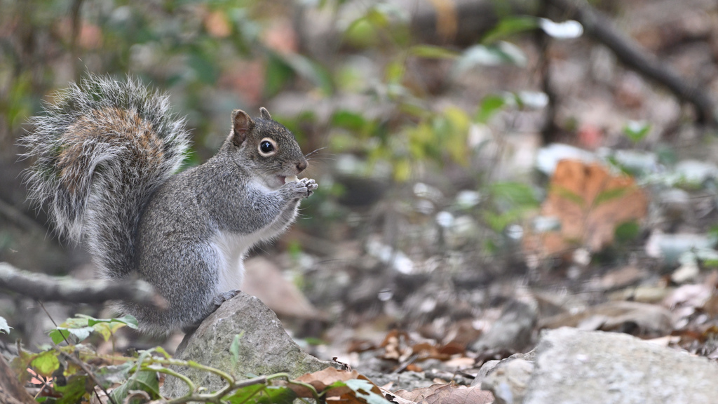 Allen's Squirrel