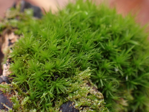 dicranum moss (Dicranum viride)