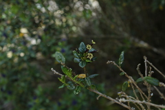 Cestrum buxifolium