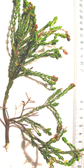 Passerina galpinii