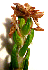 Passerina galpinii