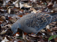 Streptopelia orientalis