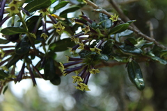 Cestrum buxifolium