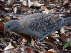 Streptopelia orientalis