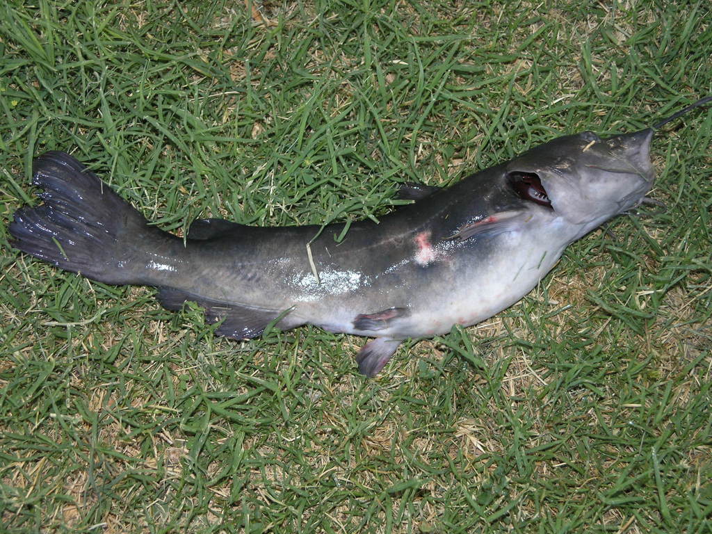 Yaqui Catfish
