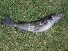 Ictalurus pricei