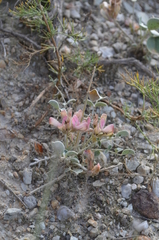 Hedysarum gypsaceum