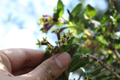 Cestrum buxifolium