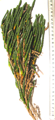 Salicornia littorea