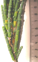 Salicornia littorea