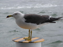 Larus crassirostris
