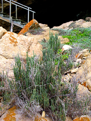 Salicornia littorea