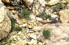 Salicornia littorea