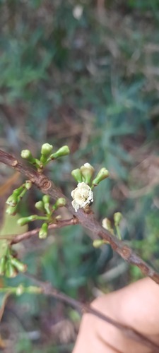 Siphoneugena densiflora, 2023-07-31