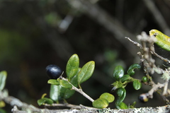Cestrum buxifolium