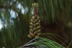 Pinus patula