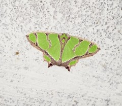 Agathia hilarata