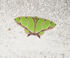 Agathia hilarata