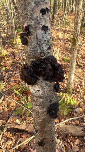 American Amber Jelly Fungus