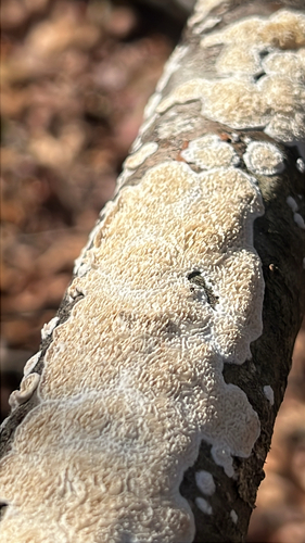 Milk-white Toothed Polypore