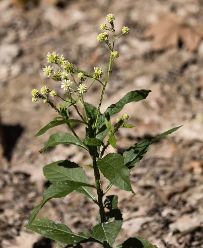 Verbesina walteri (Verbesina walteri)