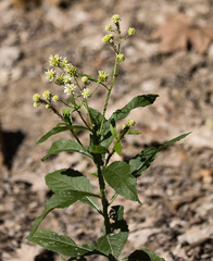 Verbesina walteri