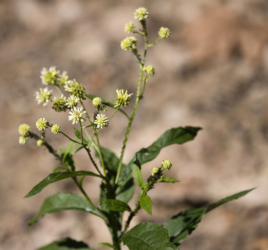 Verbesina walteri; photograph (c) Lauren McLaurin, some rights reserved (CC BY)
