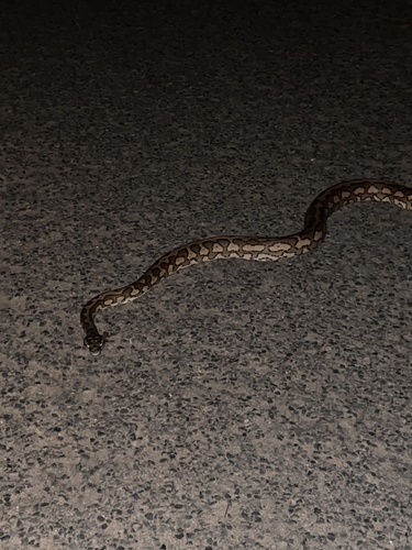 Carpet Python sighting
