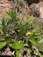Parinari capensis capensis