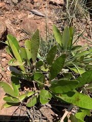 Parinari capensis capensis