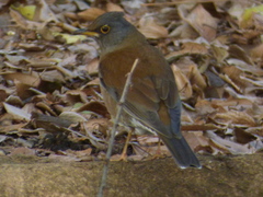 Turdus pallidus