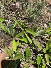 Parinari capensis capensis