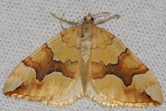 Cidaria fulvata