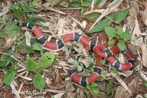 Painted Coralsnake