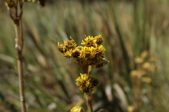 Espeletia boyacensis